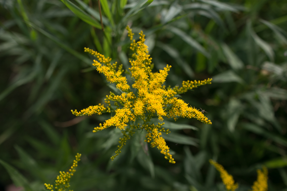 yellow wildflower inspiration for summer photos goldenrod